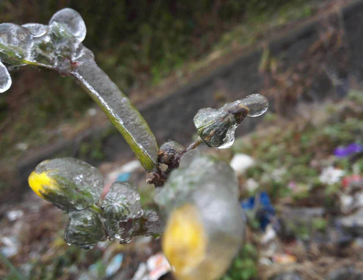 1453451454276091.jpg mmexport1453442375034.jpg