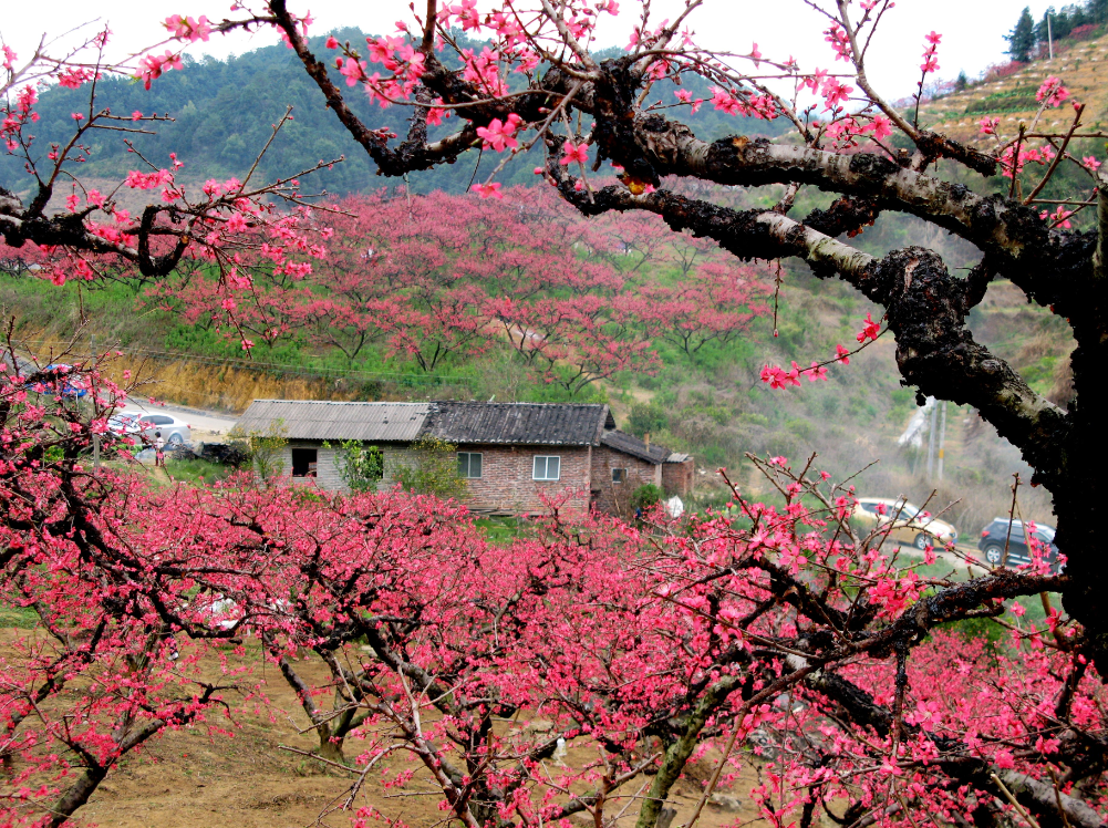 1453805174500241.png CHUSE.png