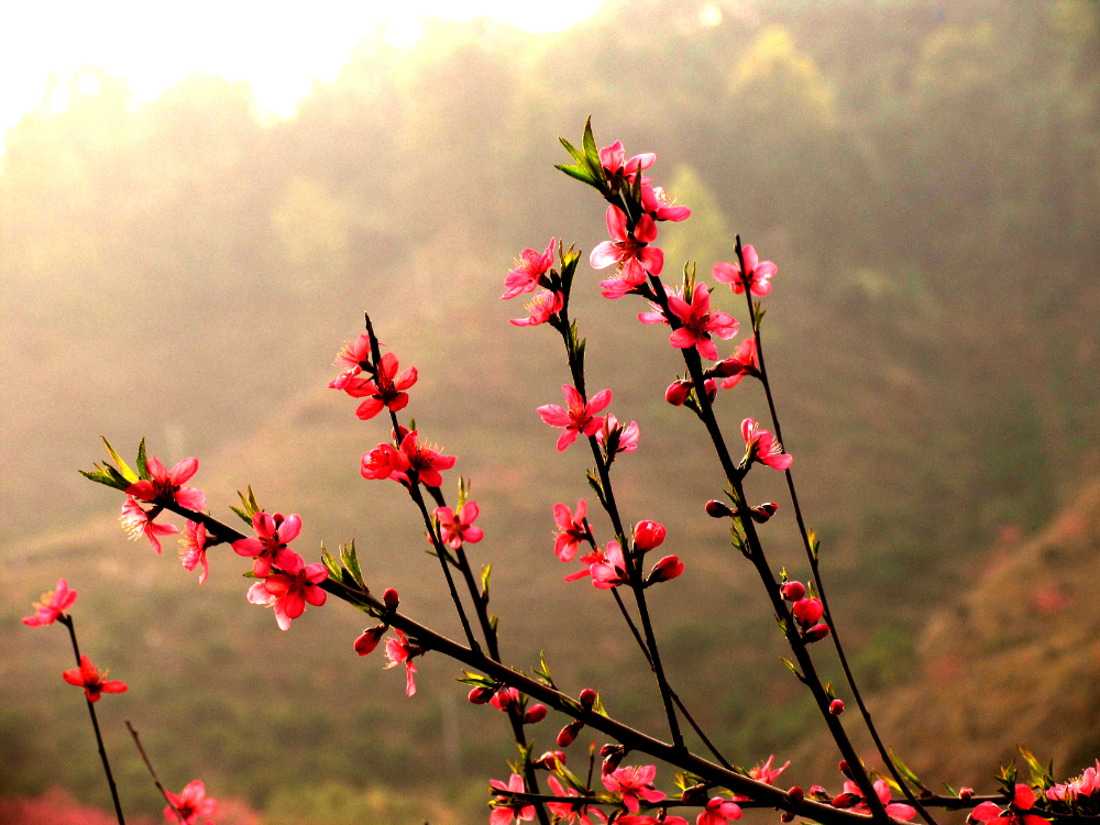 1453806007409843.png 春来.png