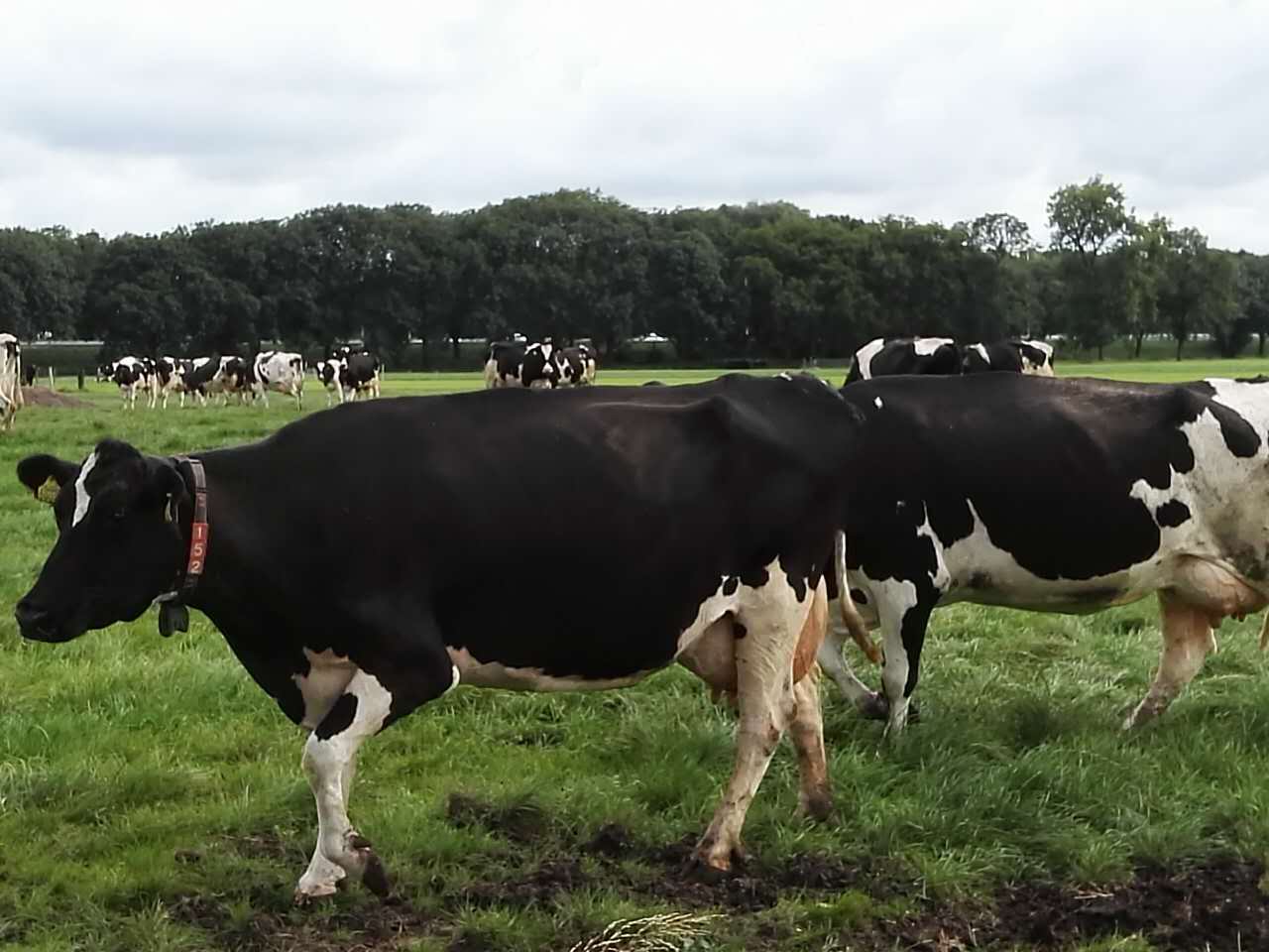 1472565236623519.jpg webwxgetmsgimg (2).jpg