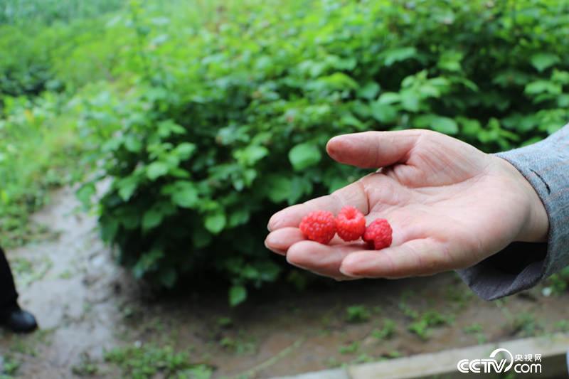 苏小兰家的致富果树莓