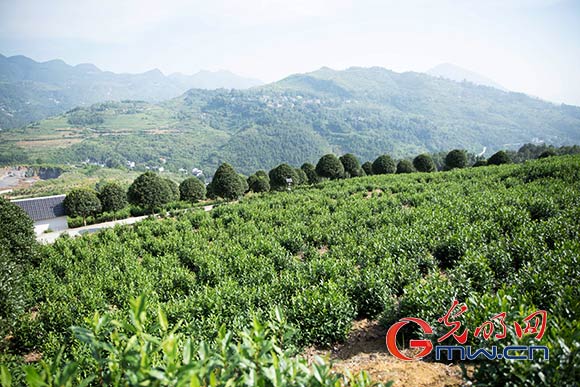 ãè±è´«æ»åå¨è¡å¨ãä»¥è¶ä¸ºåªåå¼¦è°±æ² è´µå·æ­£å®ç¹è²äº§ä¸è±è´«è´å¯