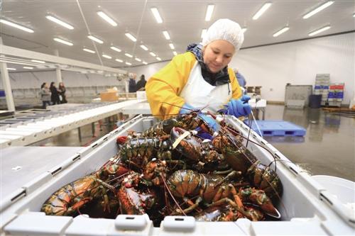 1497651195297853.jpg 生鲜电商 仍在等风来1.jpg