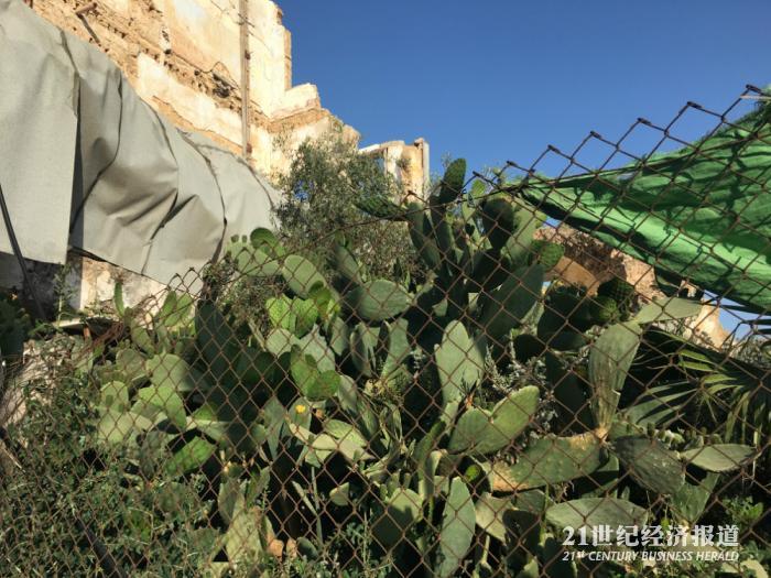 1497660074350604.jpg yafa xianrenzhang (bianji).jpg