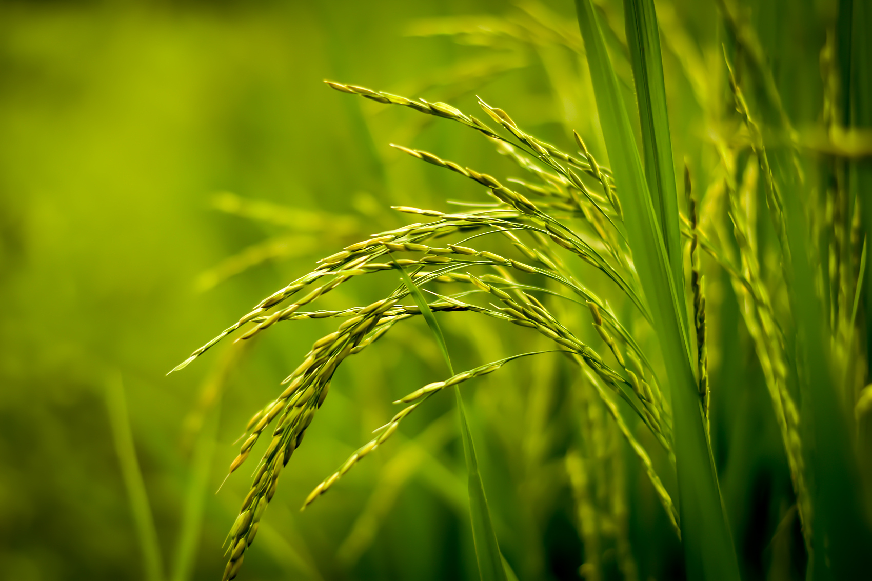 出口量大幅增长，大米市场上，柬埔寨正赶超越南