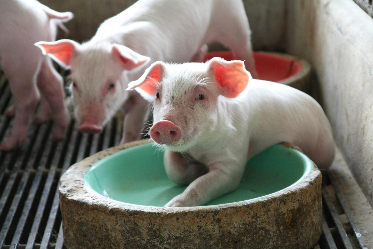 结束19个月的上涨，猪肉价格终于迎来拐点，进口肉价便宜66%