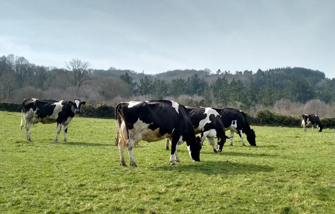短保鲜奶，“撕扯”伊利、蒙牛两巨头