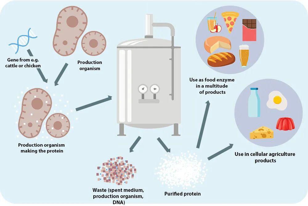 菌丝体,微藻,微生物和发酵生产的植物蛋白可模拟动物制品的感官性状与