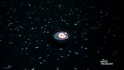 新媒体艺术沉浸式艺术展——永恒的自然