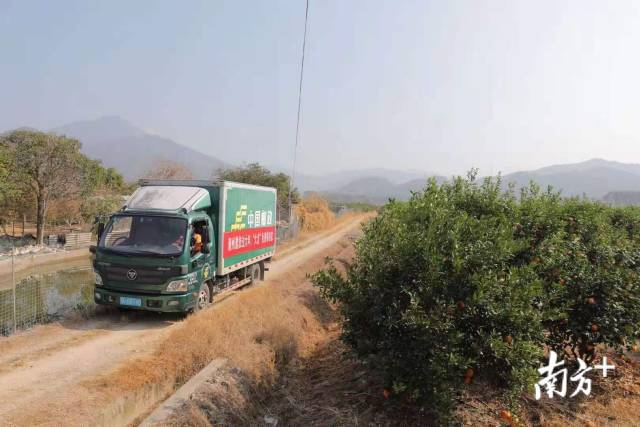 潮州柑由快递车送往全国各地。