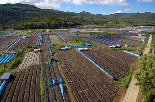 在各方面共同努力下,這兩年汪清黑木耳電商銷售額增長了5倍