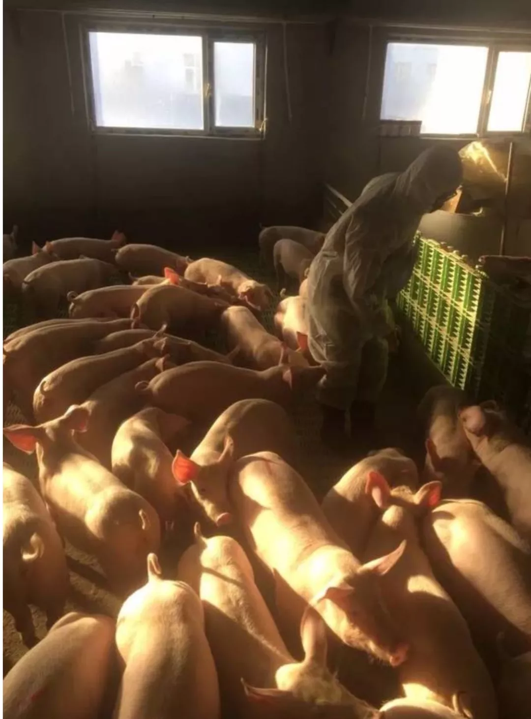 猪悬疑上映！4000亿牧原股份扛得住“天地侠影”质疑？