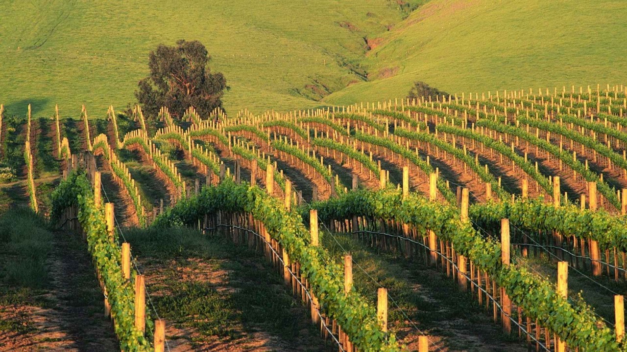 葡萄酒，是要看葡萄品种的