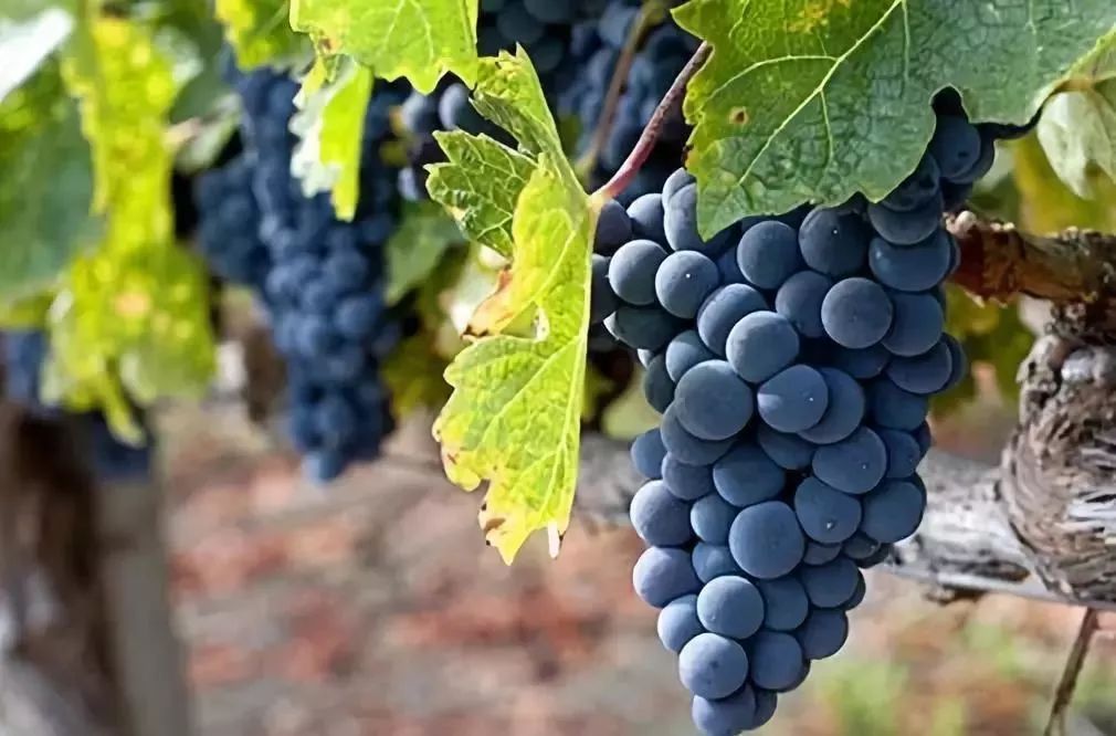 葡萄酒，是要看葡萄品种的