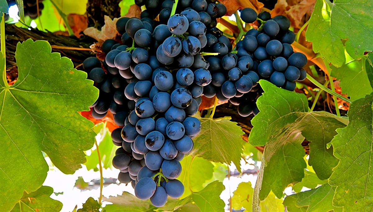 葡萄酒，是要看葡萄品种的