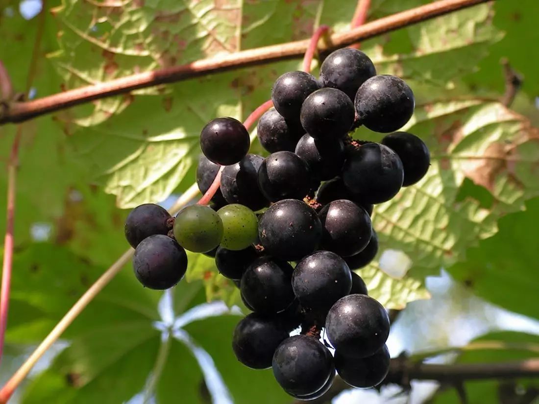 葡萄酒，是要看葡萄品种的