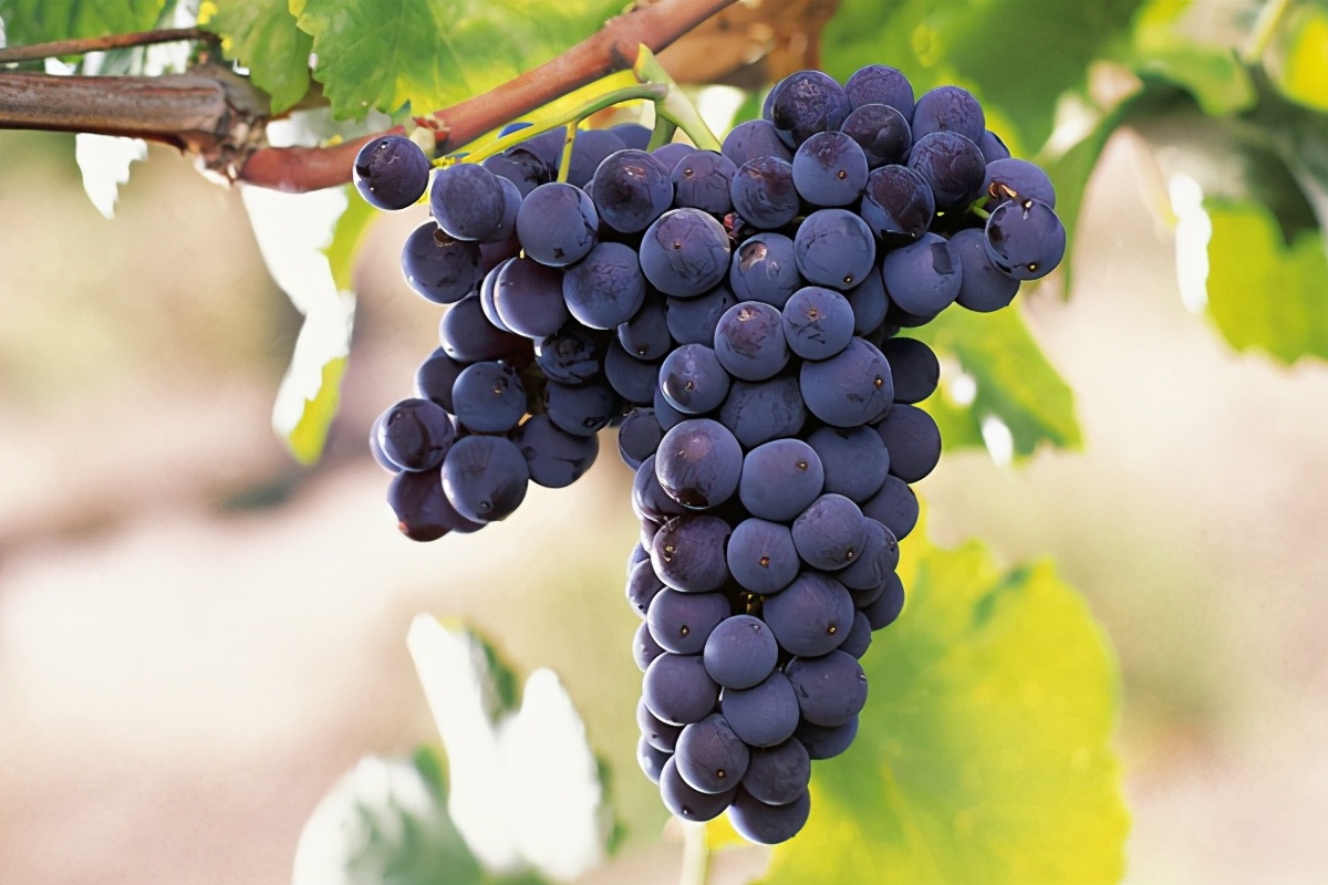 葡萄酒，是要看葡萄品种的