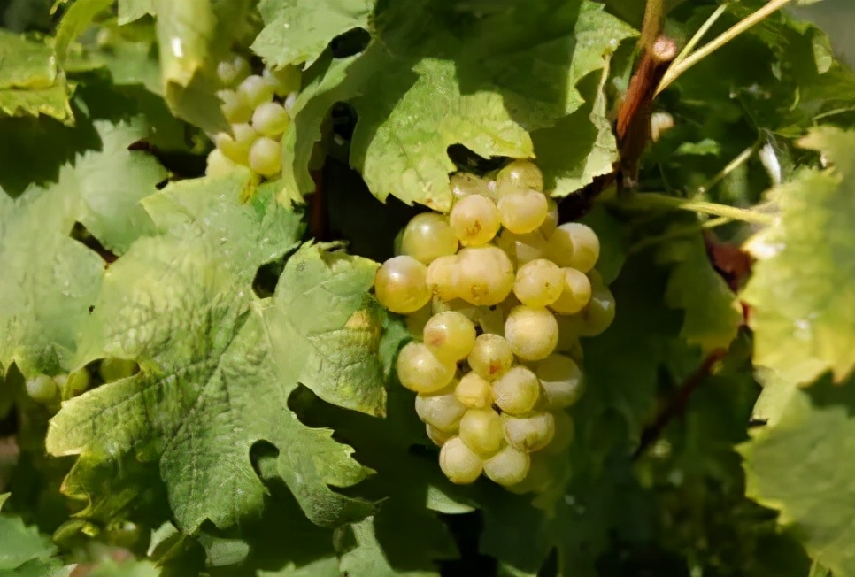 葡萄酒，是要看葡萄品种的