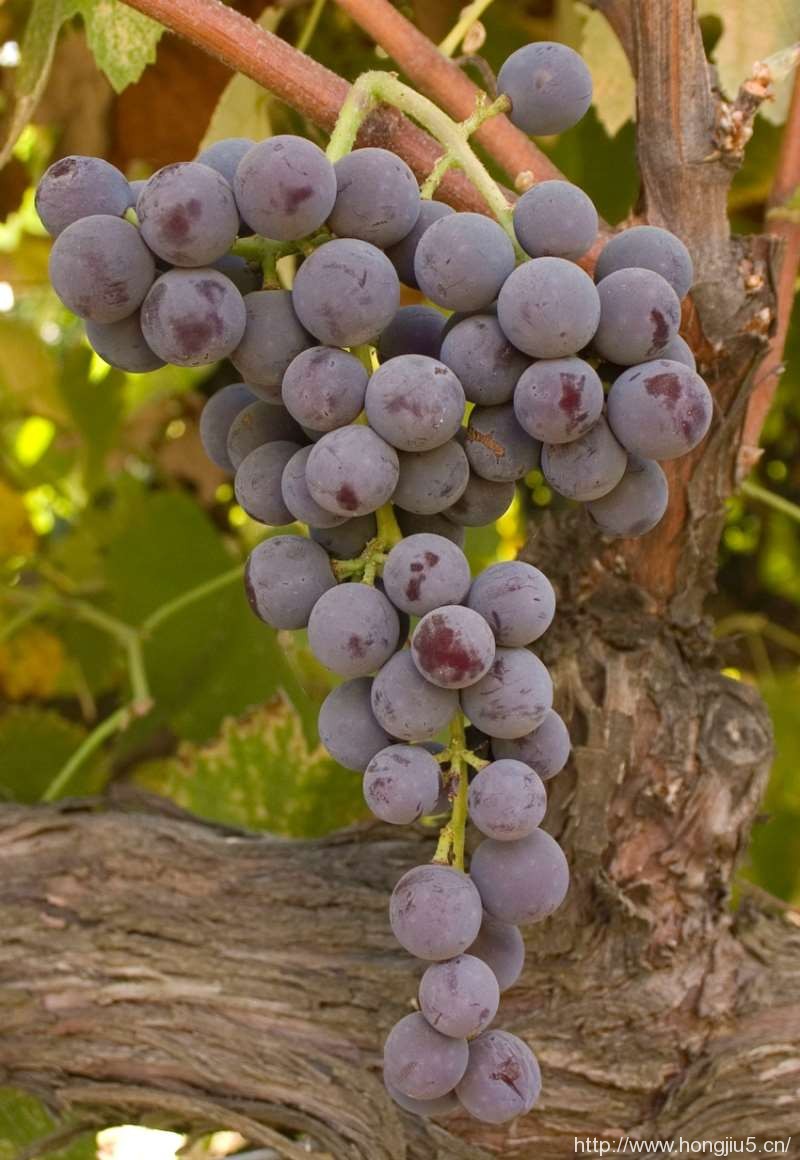 葡萄酒，是要看葡萄品种的