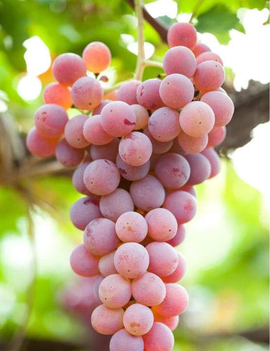 葡萄酒，是要看葡萄品种的