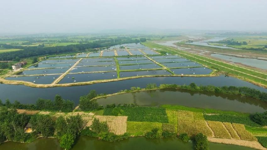 原材料价格暴涨！牛蛙品类即将迎来大震动？