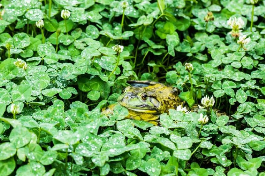 原材料价格暴涨！牛蛙品类即将迎来大震动？