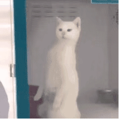 收入不够,保险拒赔?