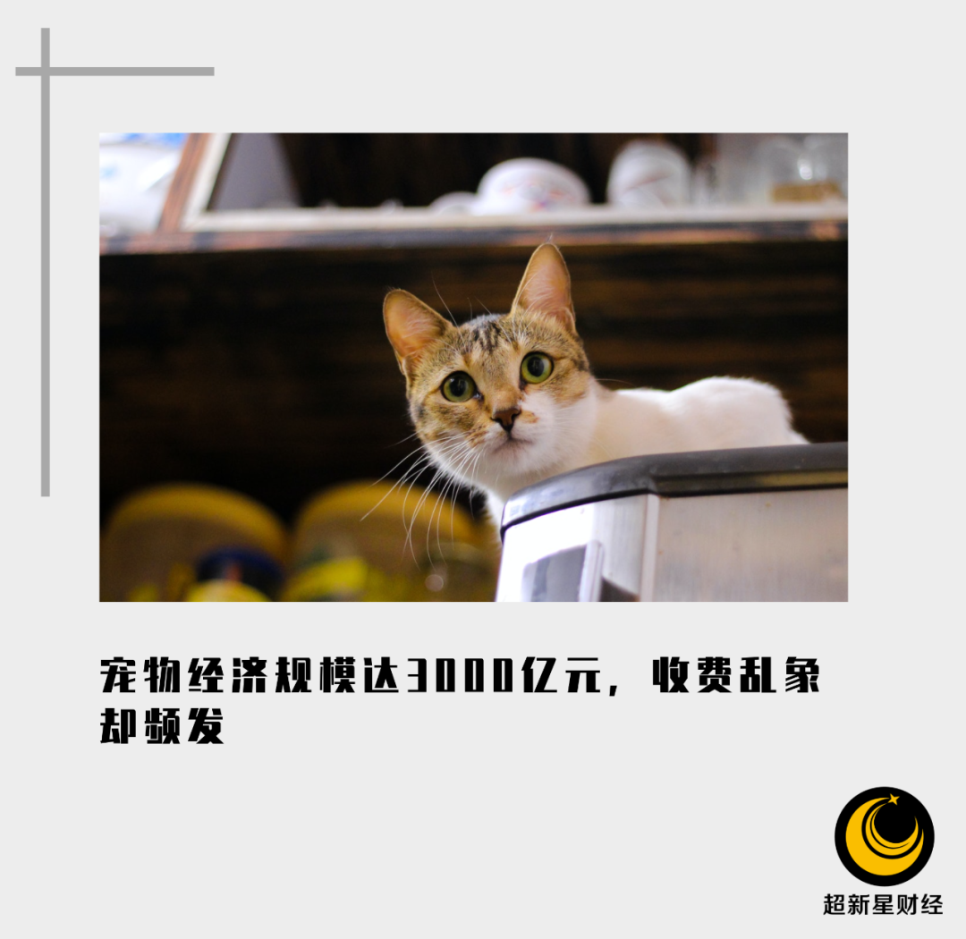 别说孩子，我连只猫都快养不起了