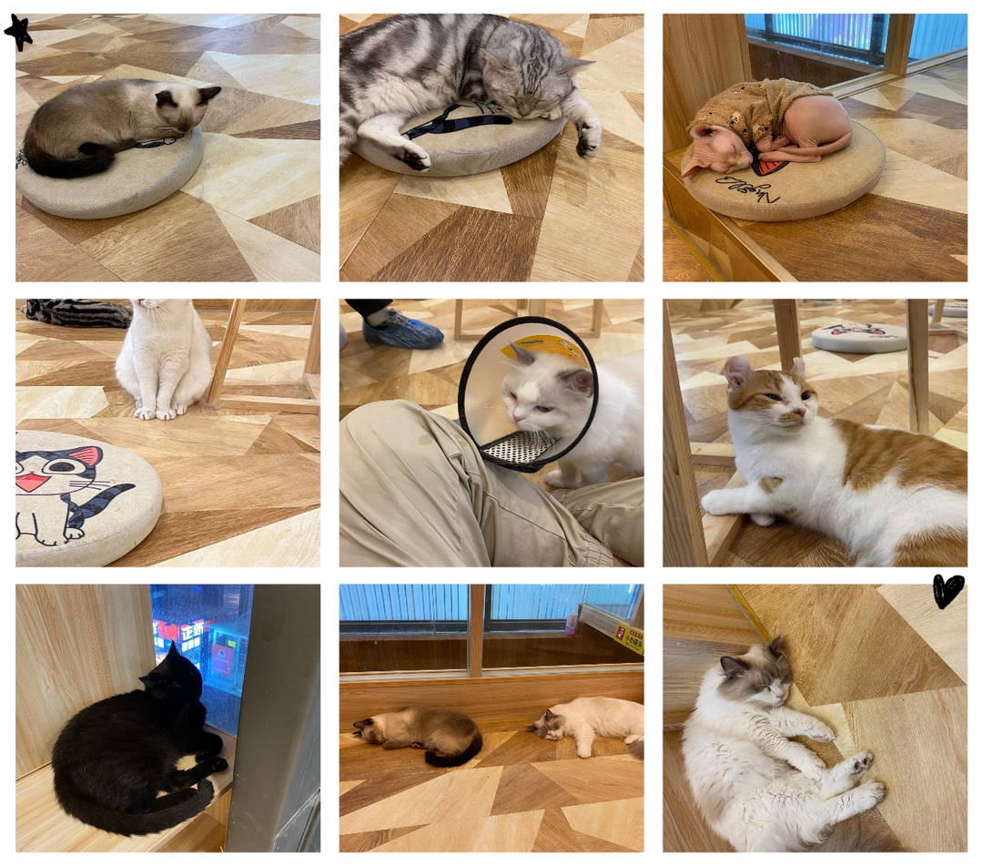 图片5猫咖里的猫咪（奇偶派拍摄）.png