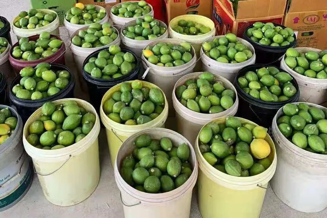 宇宙的尽头是铁岭，字节的尽头是柠檬茶？