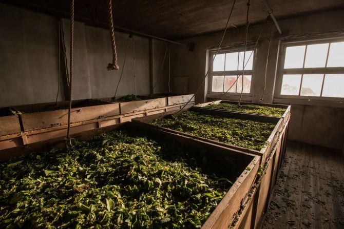 新知达人, 袋泡茶风云再起:茶里、喜茶们,如何革立顿的命?