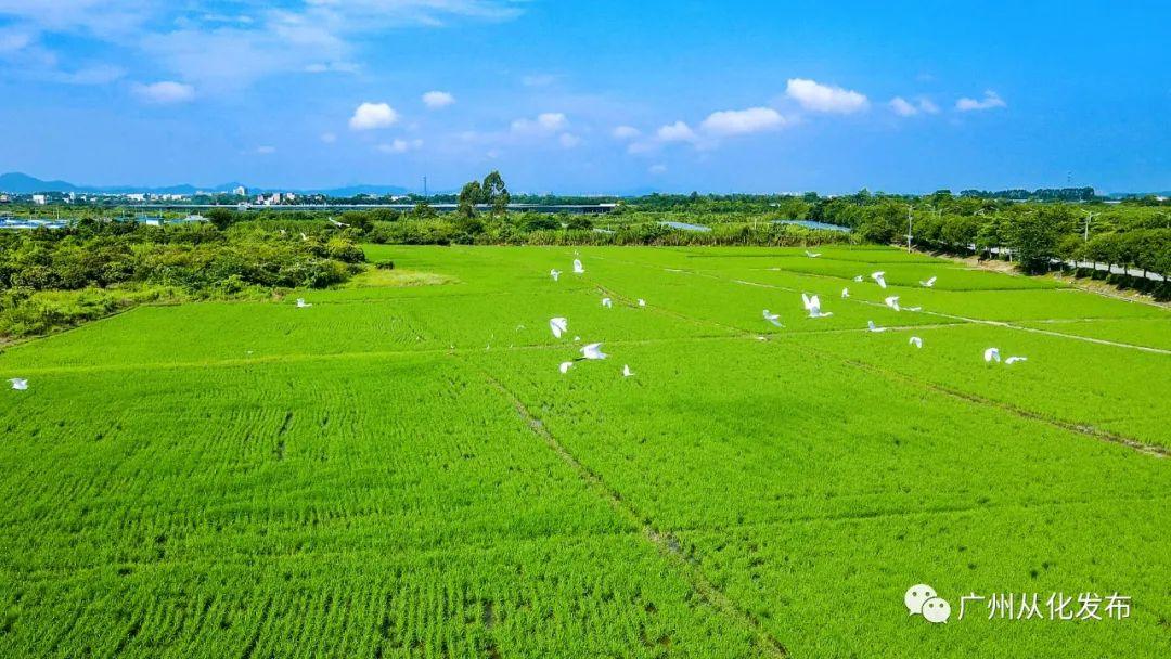 这里,是我的家乡从化!