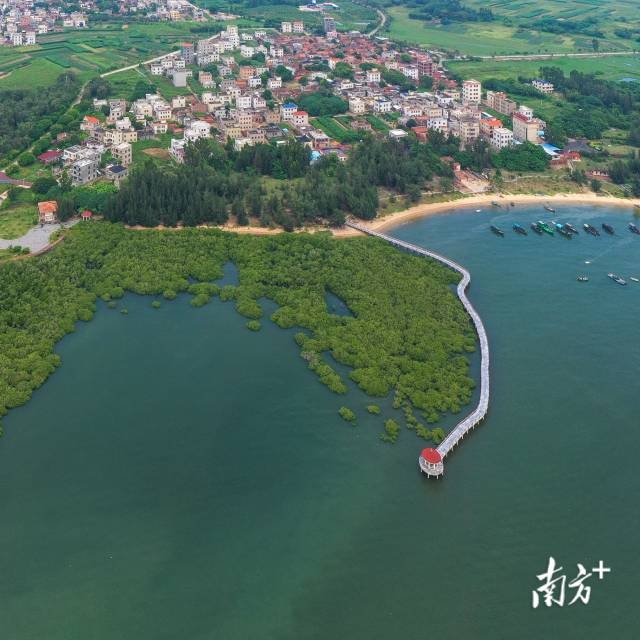 俯瞰特呈岛红树林。林国伟 摄