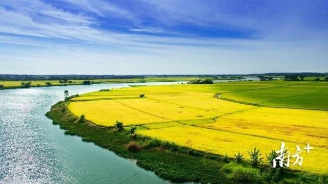 雷州南渡河边的稻田。湛江市农业农村局供图