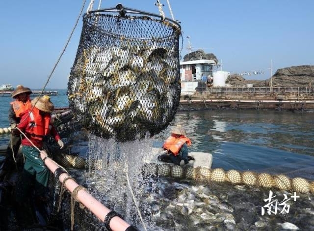 遂溪草潭镇深海养殖金鲳鱼,供不应求。12月13日,遂溪草潭镇深海养殖户在鱼场捕捞金鲳鱼。李波 摄
