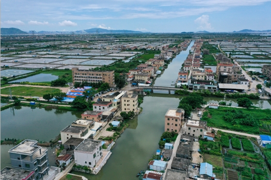 海鲈鱼成为“致富鱼”  