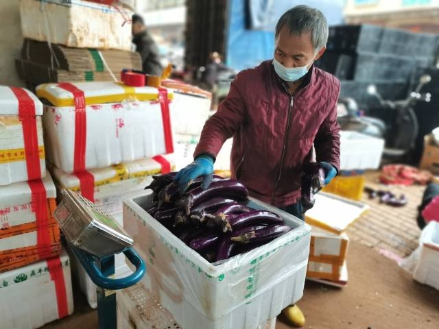 档口农户为冬种茄子称重