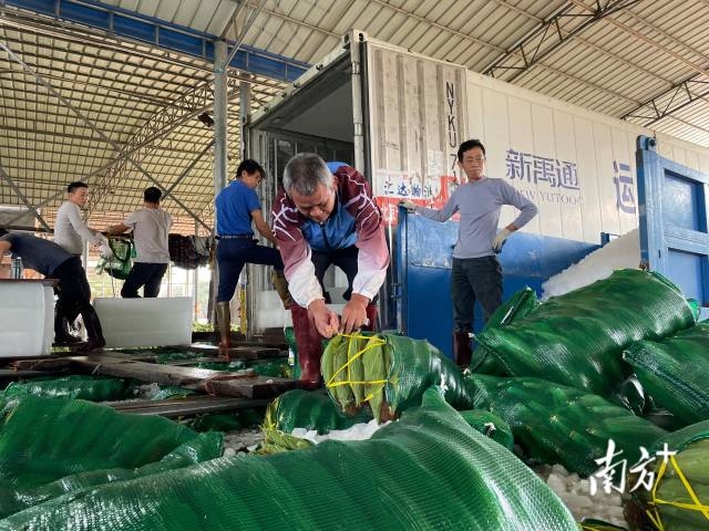 工人正为装车发货紧锣密鼓地忙碌着