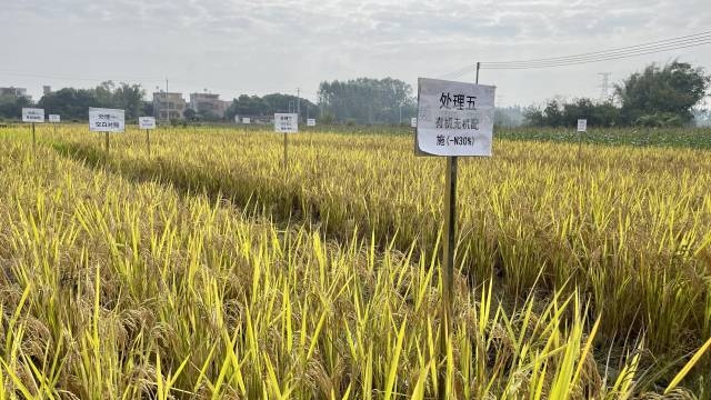 南方日报记者 邵一弘 拍摄