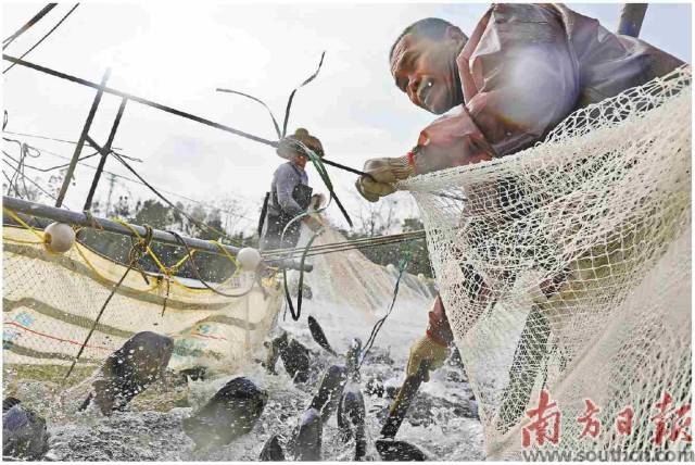 广东省高州市一养殖公司鱼塘中，工人们正在捕鱼。南方日报记者张令石磊王俊涛摄