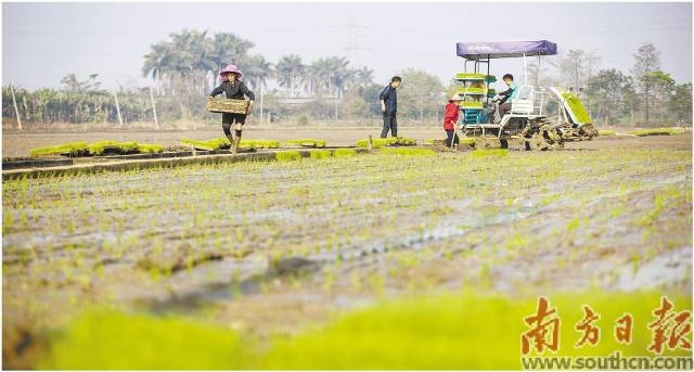 珠海斗门区盖山村田野里热火朝天的春耕景象。南方日报记者关铭荣摄
