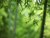 清远西牛麻竹笋：百亿产业的进阶之路